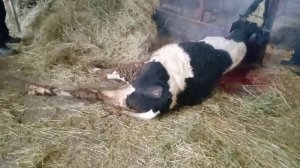 мол фема мол сойиш марасуми