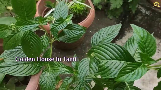 Pentabulous Pentas- Propagation and Overall Care/Golden House In Tamil смотреть онлайн