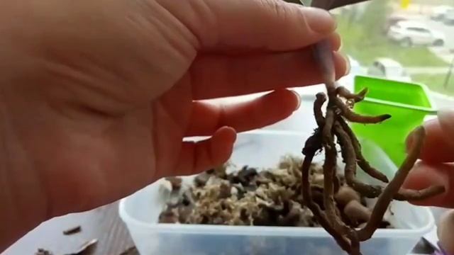 27. Paphiopedilum micranthum ЗАГИБАЕТСЯ! //Пытаюсь его спасти! смотреть онлайн