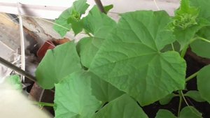 Обработка огурцов сывороткой. Лучшие народные средства!