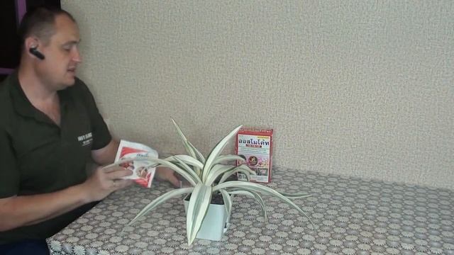 Сансевиерия Бьюти Квин. Обзор и уход за растением. смотреть онлайн