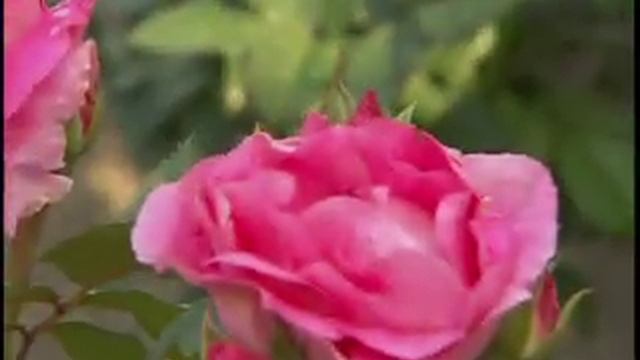 Classic Landscaping 317 - Morden Sunrise Roses смотреть онлайн