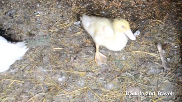 Забавные Утята умываются.  Муларды и КОББ-500.  23 апреля 2019 смотреть онлайн