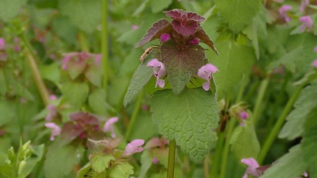 8 Spring Wildflowers of the Midwest смотреть онлайн