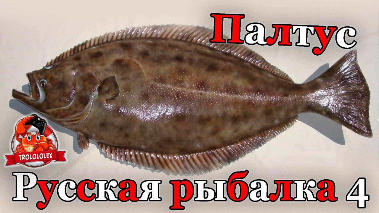 Русская рыбалка 4 Палтус после обновления Норвежское море фарм смотреть онлайн