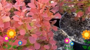 Барбарис тунберга. Краткий обзор, описание характеристик berberis thunbergii chiquita