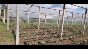 Подкормка капусты "Бронко" + таблица удобрения