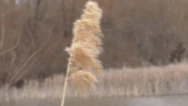Весенняя рыбалка 2019 на поплавок.Карась атакует