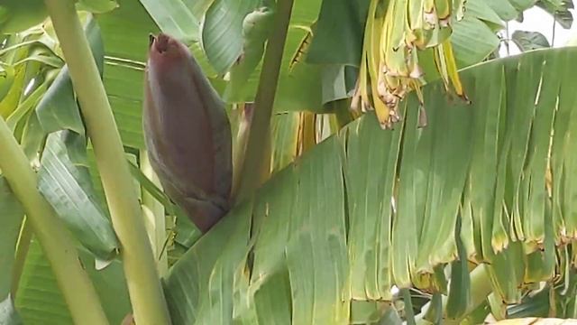 Прогресс роста бананов сорта Ice cream (Blue Java) banana ? смотреть онлайн