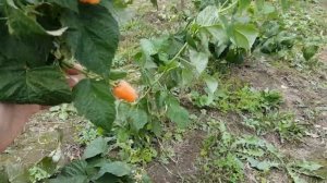 Малина Оранжевое чудо