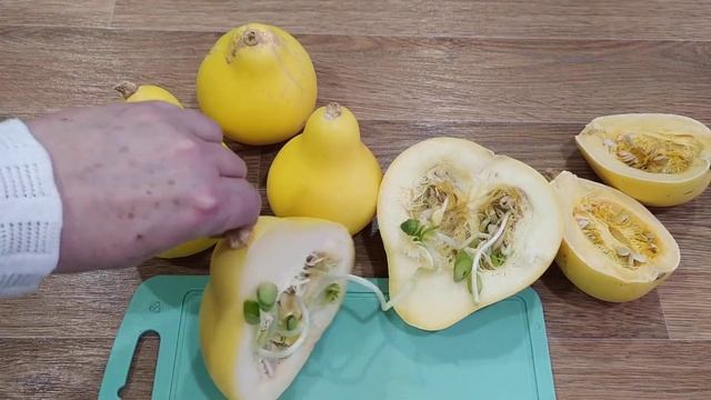 Тыква декоративная груша. Проросли семена. смотреть онлайн