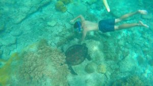 SEA TURTLE ISLAND! APO ISLAND, PHILIPPINES