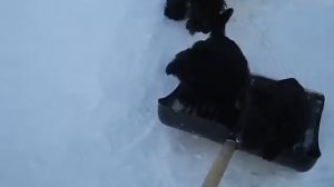 Скотч-терьеры на зимней прогулке. Scotty Pups.