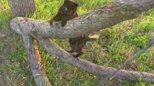 16_05_2020_Я и мой кот,просто КОТ.mp4