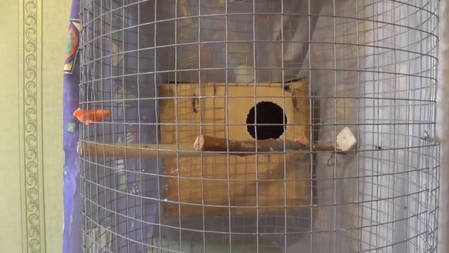 37 Разведение попугаев Две пары 20.05.17 Сразу 2 птенца Кормят хорошо смотреть онлайн