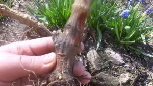 Хранение, подготовка  и посадка клубней однолетних и многолетних георгин