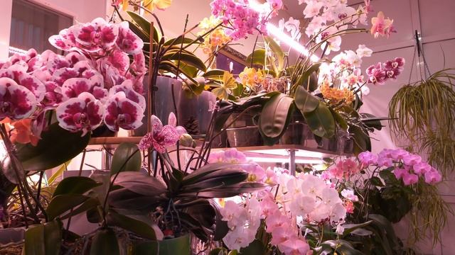 СОХНУТ и ОПАДАЮТ БУТОНЫ на орхидеях! Наши обманутые ожидания. смотреть онлайн