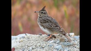 видео ЖАВОРОНоК для занятия