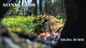Доза позитива из леса (sony a6700, sigma 30mm, s-log3)