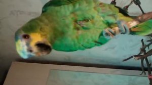 зевает попугай