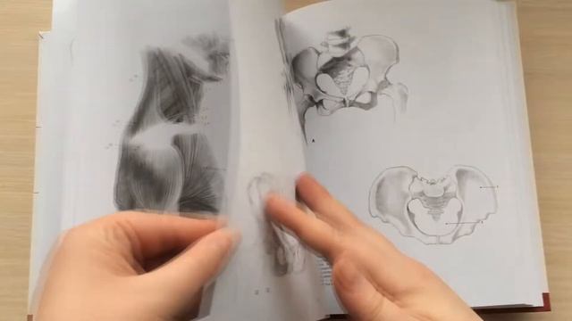 Книги Анатомический Рисунок. Тело Человека | Быстрый Обзор смотреть онлайн