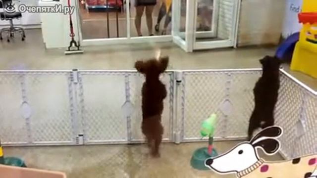 Смешной пёс на задних лапах смотреть онлайн