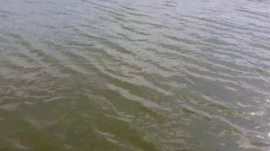 Трофейная рыбалка в РК " Юрково "