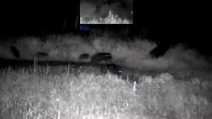 Охота на кабана с прицелом Pulsar Digex N455 июль 2020