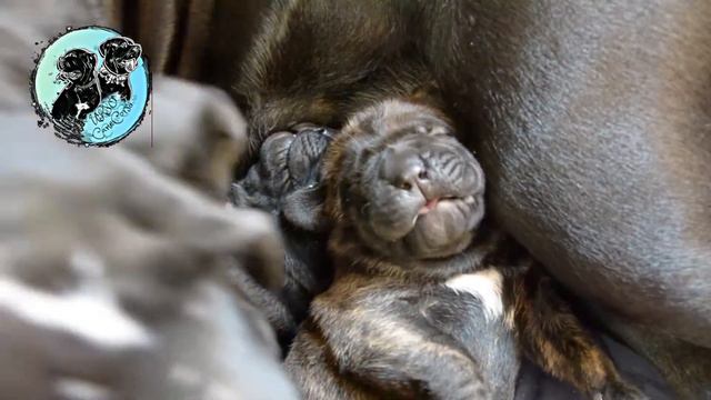 Кане Корсо Щенкам 10 дней смотреть онлайн