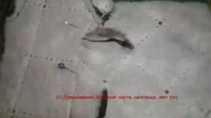 Мой  МК  "САПОЖКИ ДЛЯ СОБАК"