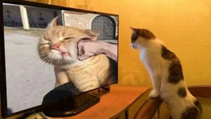 Подборка смешных видео и приколов 292? Лучшие ПРИКОЛЫ 2023