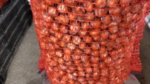 Фундук Трапезунд, очистка фундука от плюски, оборудование