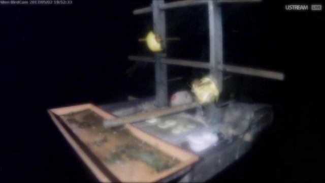 02.05.2017 2 Galagos at the same time. Bat grabs banana смотреть онлайн