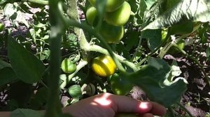 Томат ступике или моравское чудо Поспевает вторым