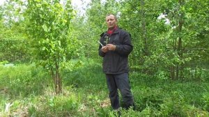 Медуница лекарственная