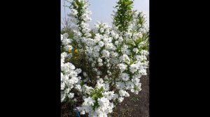 ЭКЗОХОРДА  (EXOCHORDA)  сем. Розоцветные