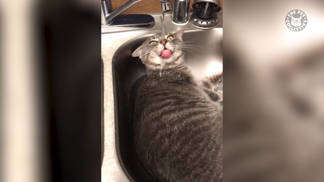 Жаждущие домашние животные | Домашние животные пьют воду, подборка. смотреть онлайн