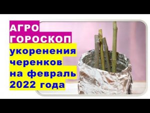 Агрогороскоп  нарезки и укоренения черенков на февраль 2022 года