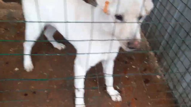 06.01.2023 г. Кинологи в приюте для бездомных животных "Лисёна". смотреть онлайн