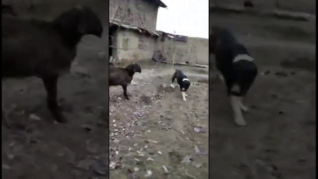 Кто круче? Алабай против барана. / Kim zo'r? Qochqor  boribosar itga qarshi.