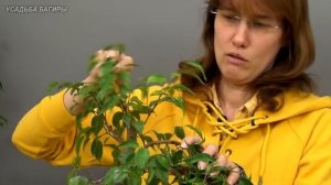 Бонсай из фикуса Бенджамина (ч.5).