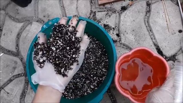 Укоренение клематисов и роз черенками летом . Результат укоренения.