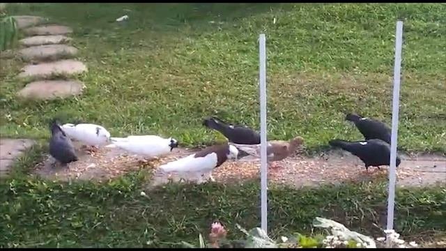 Утро на даче/кормили голубей/VLOG/#голуби#голубеводство#птица#pigeon