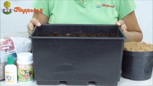 Ирис бородатый. Как выбрать и посадить?