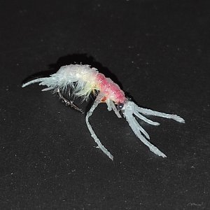 МАКРОГЕКТОПУС ПЛАВАЕТ