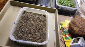 10 июня. Посеяла укроп на агровату под вермикулит под крышку, проверила прижим.