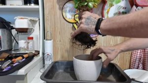 9.Какой грунт пересадить Денежное дерево,крассулу,толстянку_.mp4