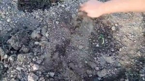 Посев тыквы, новый способ посева