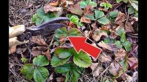 Обрежьте клубнику этим способом в апреле мае для крупных ягод! Как и когда обрезать клубнику?