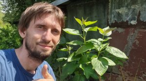 Штамбовая сортовая сирень из обычной.